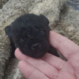 Ziggy - Black and tan male Schnoodle puppy in Arkansas from Harper's Pups