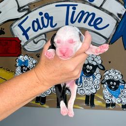 Mutton Bustin' - Black and white male Sheepadoodle puppy in Adams, Nebraska from Boxcar Doodles and Poodles