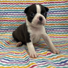 Trinity - Black brindle and white female Boston Terrier puppy in Fillmore, Illinois from Wind Hill Puppies
