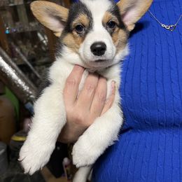 Ares - Pembroke Welsh Corgi puppy in Veguita, New Mexico from 4J High Desert Corgis