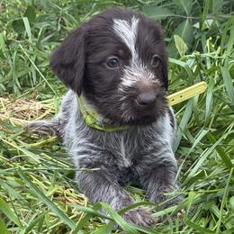 Wirehaired Pointing Griffon puppies from Idleista Grand Chasseur