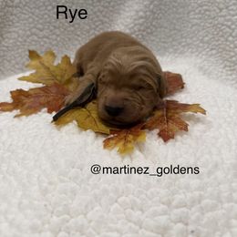 Rye - Golden male Golden Retriever puppy in Victorville, California from Martinez Goldens