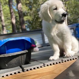 Golden Retriever Puppies from Smokey Mountain English Goldens