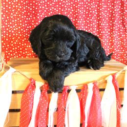 Lithium  yellow collar - Black female Australian Labradoodle puppy in Provo, Utah from EllsWORTH Labradoodles LLC