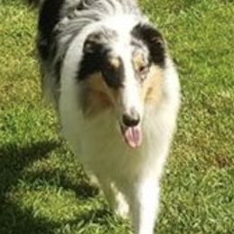 Collies from Storybrooke Collies