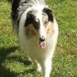 Collies from Storybrooke Collies