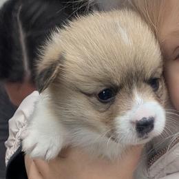 Girl 3 - Red female Pembroke Welsh Corgi puppy in Edinburgh, Indiana from J Bar M Corgis