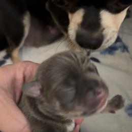 Hunter - Blue and tan male Chihuahua puppy in Brooklyn, Connecticut from Ladybug Chihuahuas