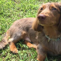 Dachshunds from FloriDachs Miniature Dachshunds