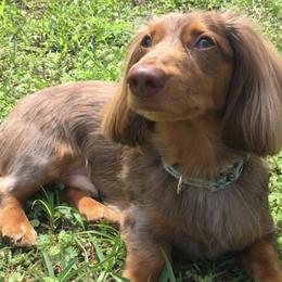 Dachshunds from FloriDachs Miniature Dachshunds