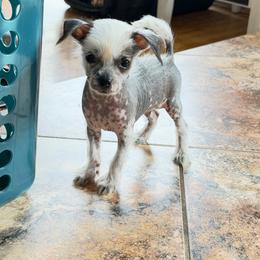 Hairless boy - Black and white male Chinese Crested puppy in Capac, Michigan from Puddles Palace Puppies