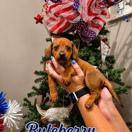 Blueberry - Red male Dachshund puppy in Waco, Georgia from Huff Family Doxies & Doodles