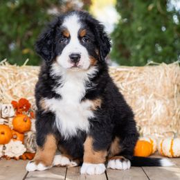 Boy 1 - Black rust and white male Bernese Mountain Dog puppy in New Haven, Indiana from Milan Berners