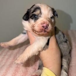 Pastel - Blue merle female Australian Shepherd puppy in Anniston, Alabama from All Hale Aussies