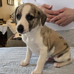 Boy 3 - White and fawn brindle male Whippet puppy in Elko New Market, Minnesota from Affinity