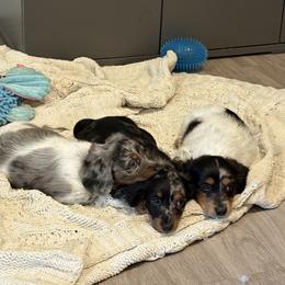 Dachshund Puppies from Mini Dachshunds