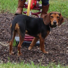 Beagle All Grown Up from Rustic Farm Sporting Beagles