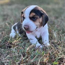 AKC Lark - Black tan and white female Beagle puppy in Rogersville, Missouri from Hales Little Beagle Haven