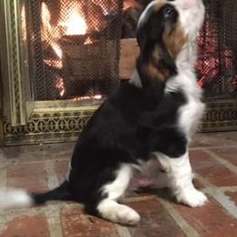 Cavalier King Charles Spaniels from J&L Cavaliers