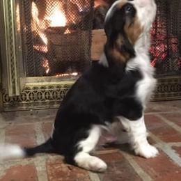 Cavalier King Charles Spaniels from J&L Cavaliers