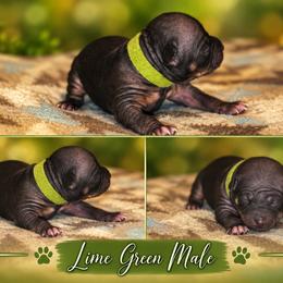 Lime Green Male - Black tan and white male American Hairless Terrier puppy in Alabama from Flipside Dogs