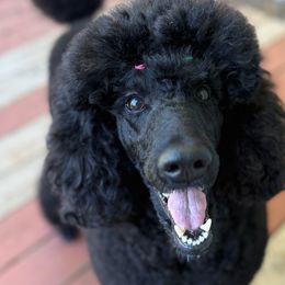 Poodles from Jackalope Poodles