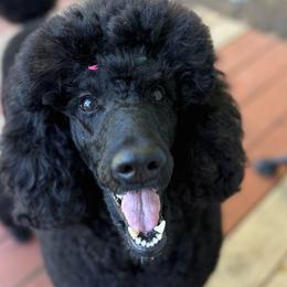 Poodles from Jackalope Poodles