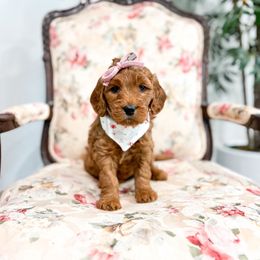 Josie - Red  female Goldendoodle puppy in Sulphur, Louisiana from Curly Q’s Of Carlyss