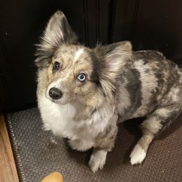 Ash - American Corgi
