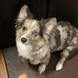 Ash - American Corgi