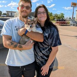 Laura Ingalls Wilder - Sable and white female American Corgi puppy in Paden, Oklahoma from Sunray Ranch