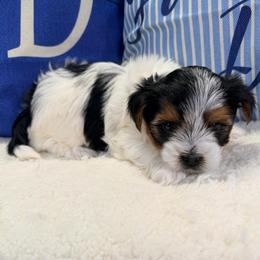 Lucia - Black tan and white female Biewer Terrier puppy in Stockbridge, Georgia from Jenn’s Georgia Morkies and Biewer Terriers