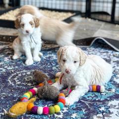 Aussiedoodle and Australian Mountain Doodle Puppies from Farmstead Doodles