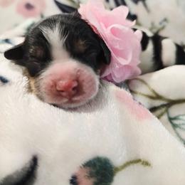 Tulip - Tri-color female Cavapoo puppy in Roseville, California from Heavenly Goldendoodles