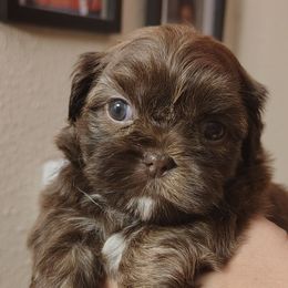 Pumpkin - Chocolate female Shih Tzu puppy in Memphis, Tennessee from Thorntons Fur Crew
