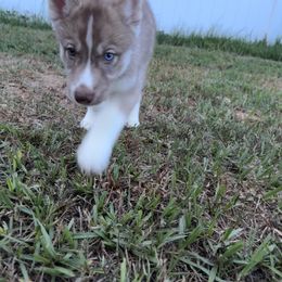 Siberian Husky Puppies from The Rulon Den