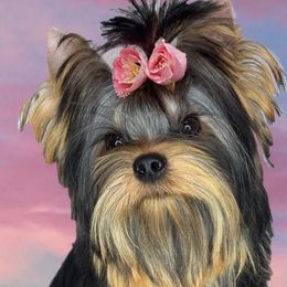 Belka - Yorkshire Terrier