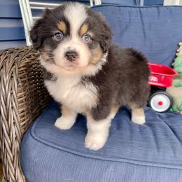 Gidget - Black tri-color female Australian Shepherd puppy in Landenberg, Pennsylvania from Aussie4Life