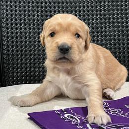 Purple - Golden female Golden Retriever puppy in Lake City, Minnesota from Windcliff Goldens