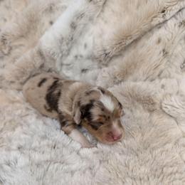 Athena - Red merle female Miniature Australian Shepherd puppy in Bend, Oregon from Wonderland Aussies