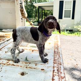 Rosie - White and liver female German Shorthaired Pointer puppy in Macclenny, Florida from Dillon's GSPs