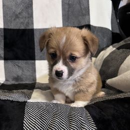 American Corgi Puppies from Piney Woods Corgis