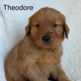 Theodore - Dark golden male Golden Retriever puppy in La Verne, California from 4LoveofGoldens