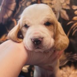 Imani - Lemon and white female Basset Hound puppy in Bellaire, Ohio from Blessed Bassets