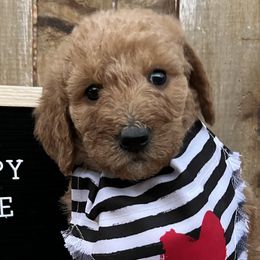 Sammy - Red Labradoodle puppy in English, Indiana from Doodle Darlings