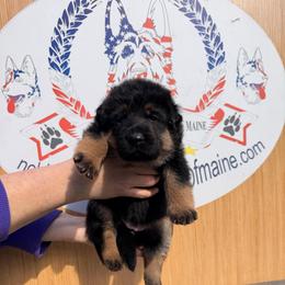 Blk-tan female - Black and tan female German Shepherd puppy in Hollis Center, Maine from Noble German Shepherds of Maine