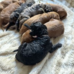 Goldendoodle Puppies from Las Vegas Mini Golden Doodles - John Walker