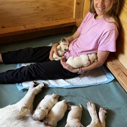 Labrador Retriever puppies from Agape Acres Homestead English Labrador Retrievers