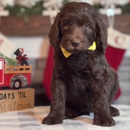 Yellow Boy - Chocolate male Goldendoodle puppy in Loganville, Georgia from Sweet Home Doodles