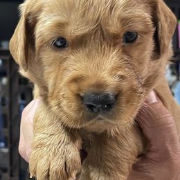 Boy 2 - Dark golden Golden Retriever puppy in Lake Winnebago, Missouri from Hunt 'Em Up Goldens